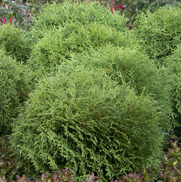 Tuja Little Giant, veća