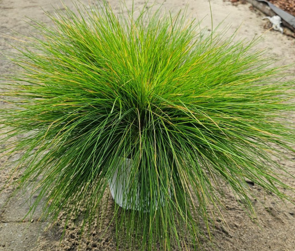 Amilime-ukrasna trava