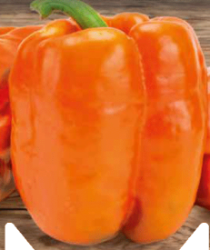 Narančasta paprika babura (kalifornijska paprika)
