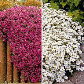 3 Arenarije i 3 Sapunike