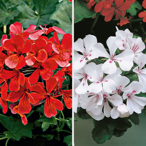9 Tirolskih pelargonija (3 bijele + 6 crvene)