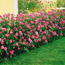Queen Elizabeth roza park ruža (5)