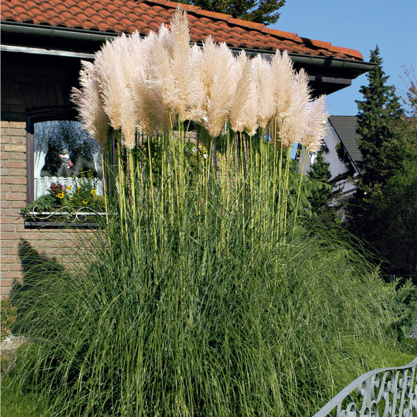 Pampas, bijeli