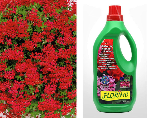12 pelargonija Tirolska vatra + 1 l Florimo gnojiva