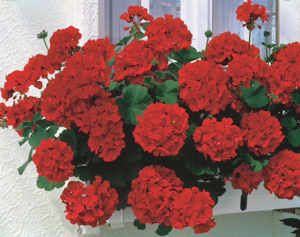 3 pelargonije Feuerball + 3 Snowprincess lobularije