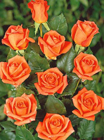 Belinda park ruža, u kontejneru