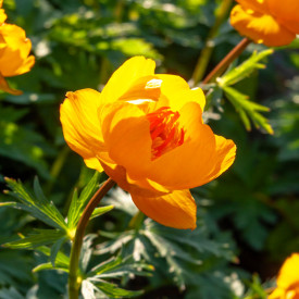 Planinčica "Goldkönigin"