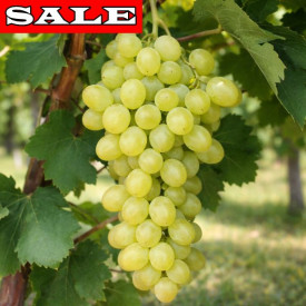 Stolno grožđe bez sjemenki Kraljica od Sabe