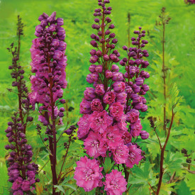 Plemeniti kokotić roza (2)