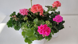 Velika lončanica – uspravne pelargonije mix boja