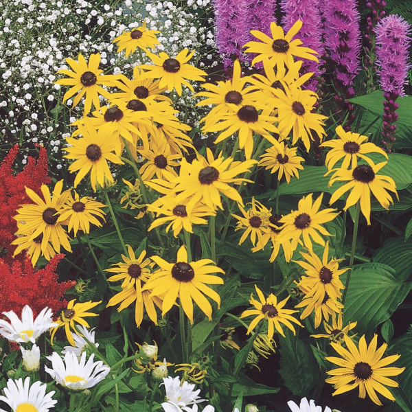 Rudbekia "Goldstrum"