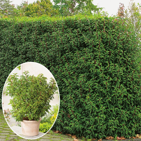 Portugalska lovorvišnja