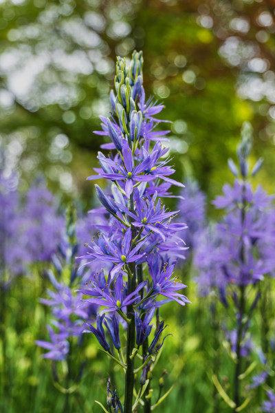 Prerijska zvijezda (2)