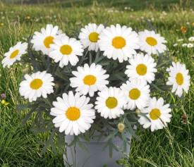 Bijela Ivančica, grm