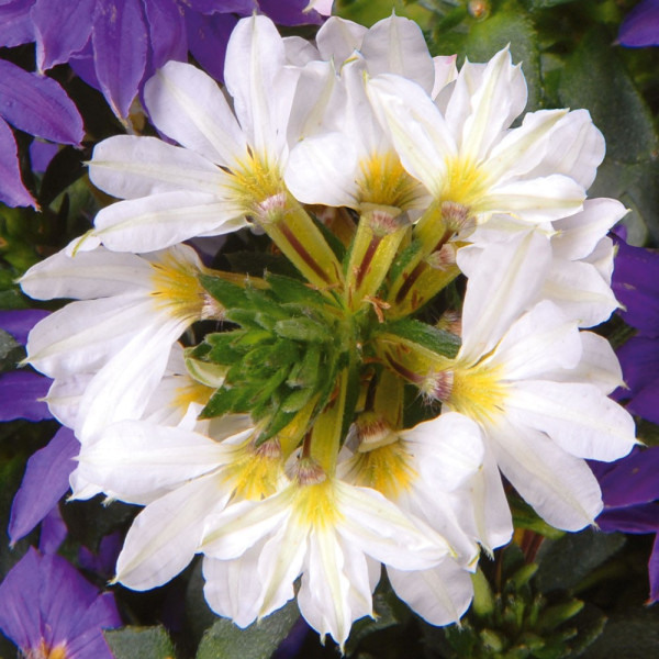 Cvijet lepeza - Top pot White (4)