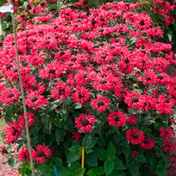 Monarda Bee Happy