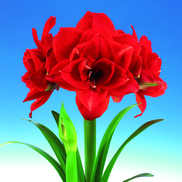 Amarilis Cherry Nymph