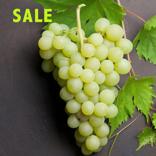 Bijelo stolno grožđe bez sjemenki Picurka