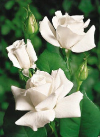 Bijela ruža čajevka White Star