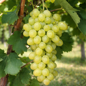 Stolno grožđe bez sjemenki Kraljica od Sabe