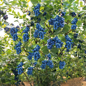 Super ponuda 1 Reka + 1 Garri treset 