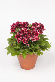 Aristo Red Beauty pelargonija