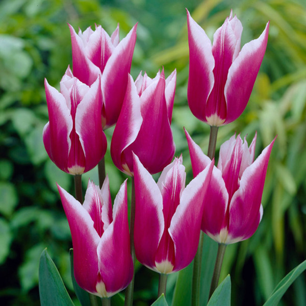 Tulipan "Claudia" (7)