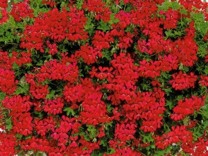 Viseća pelargonija "Tirolska Vatra", veća