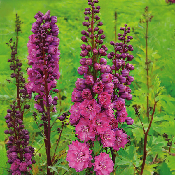 Plemeniti kokotić roza (2)