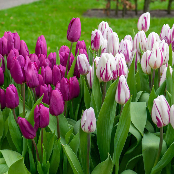Tulipan Prince Brothers (10)