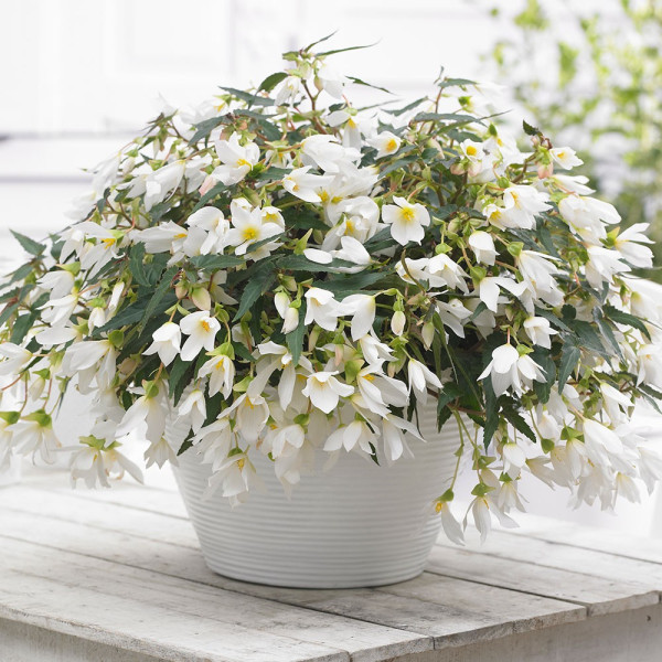 Begonija Beauvilia℗ White℗ (3)