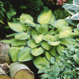 Hosta Gold Standard (3)