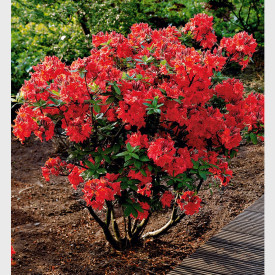 Rhododendron Giblaltar