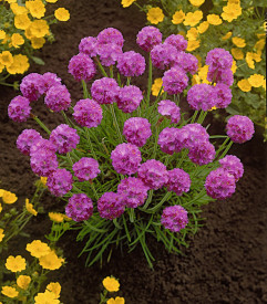 Ukrasni travni karanfil 3