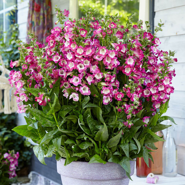 Penstemon pink