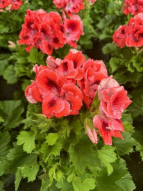Engleska pelargonja, narančasta