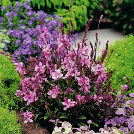 Gaura