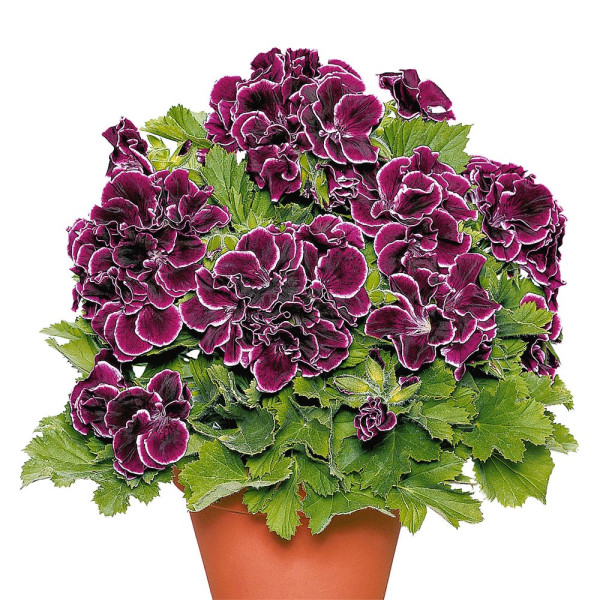 Aristo pelargonija Black Beauty – velika posuda