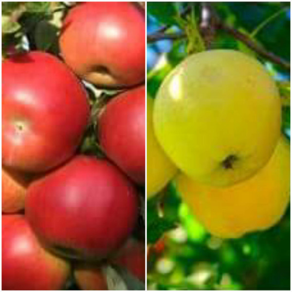Jabuka Golden + Idared