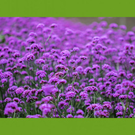 Verbena (3)