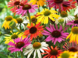 Echinacea Mix