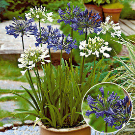 Agapantus, plavi (2)