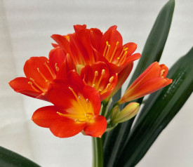Clivia, sobni ljiljan