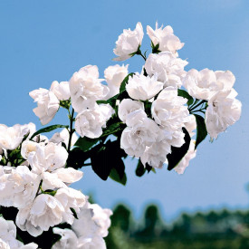 Pajasmin