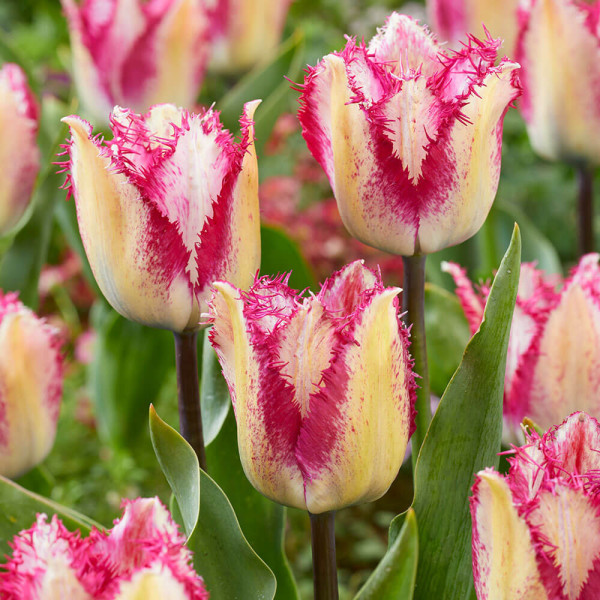 Tulipan Yasmine (8)
