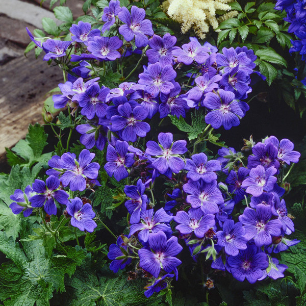 Plavi geranium