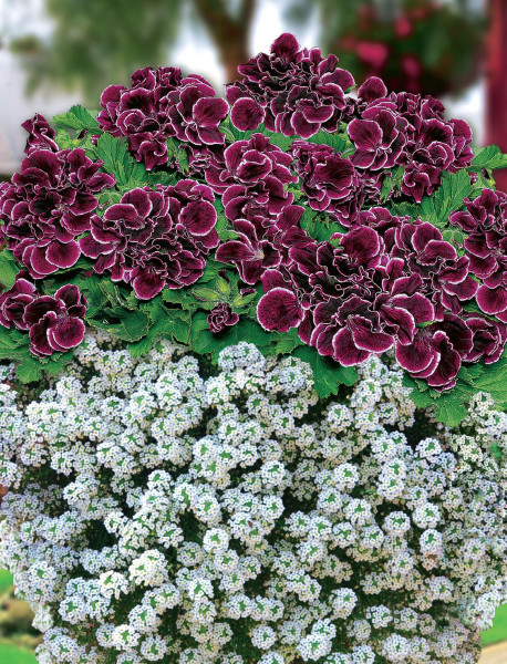 1 Aristo pelargonija sadnica u saksiji i 3 Snow Princess