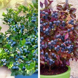 1 Cabernet Splash, 1 Joly Berry