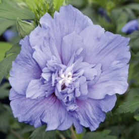 Hibiskus 'Blue Chiffon' 
