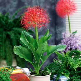 Blood Lily (1)